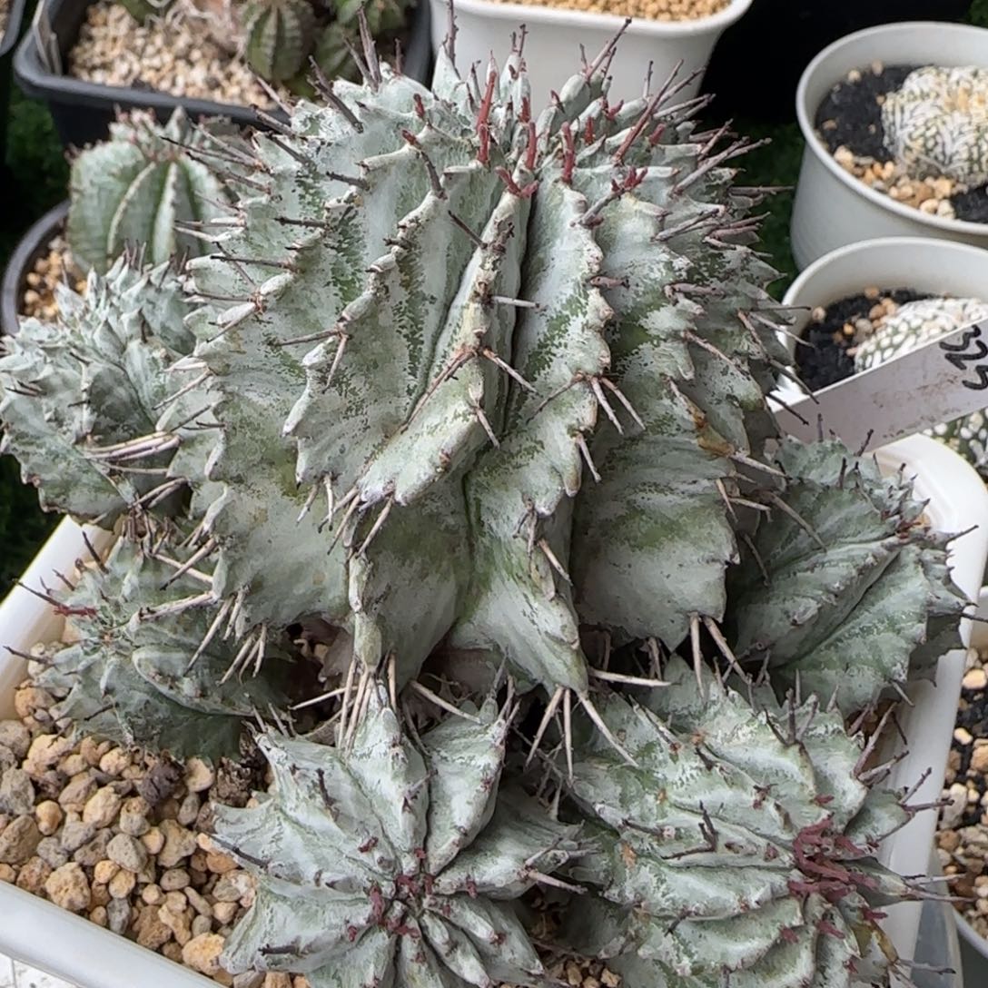 323脱土发 白衣群推荐