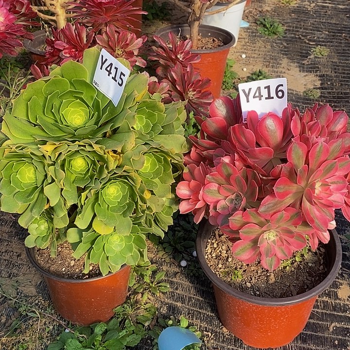 健**宝两415416。         