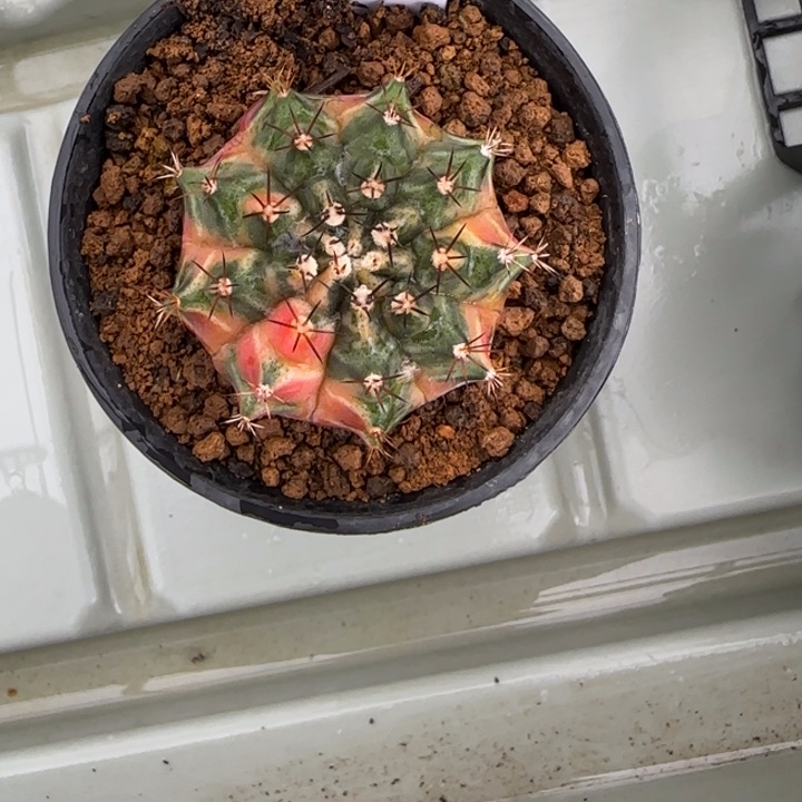 花*27-0207脱土发多肉