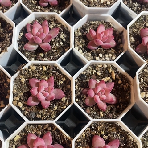 金鱼姬9.9两盆88888