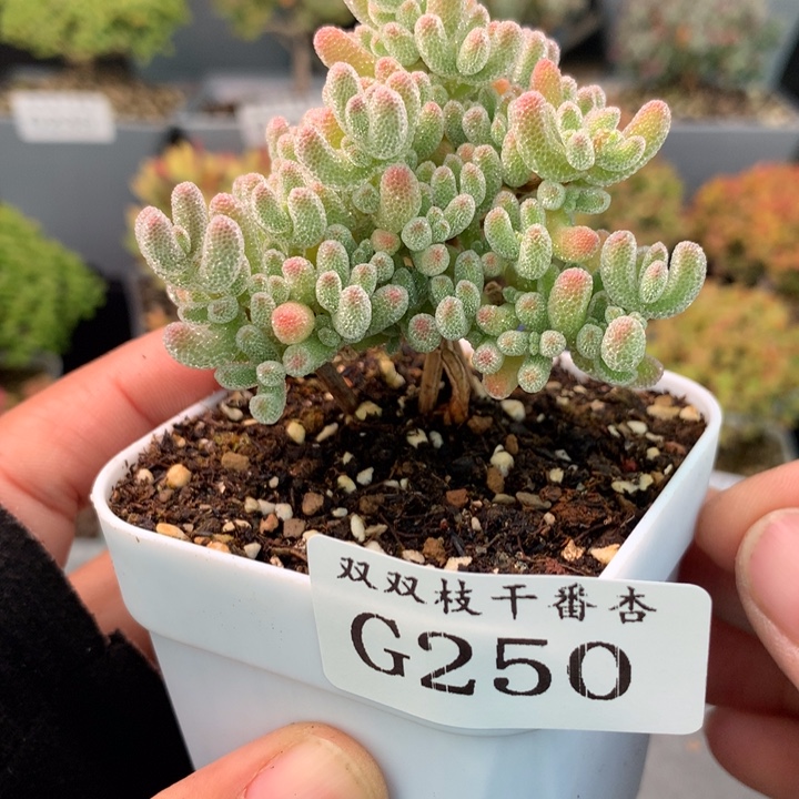 250实生冰晶    土干发       