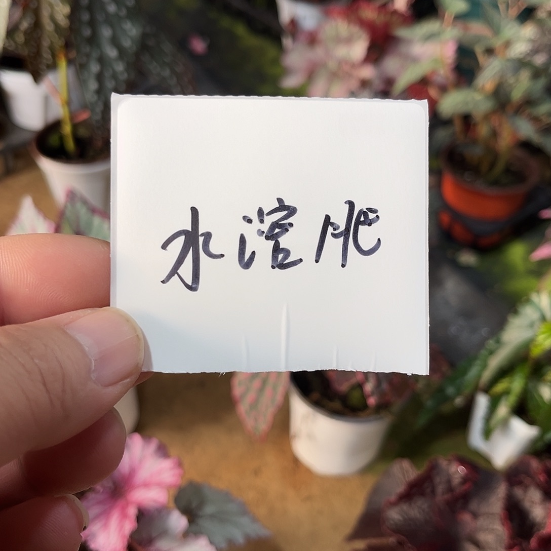 无花朵水溶肥秋海棠