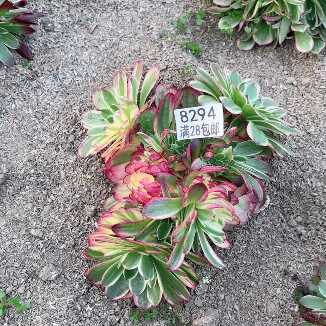 G.    8294海王多肉