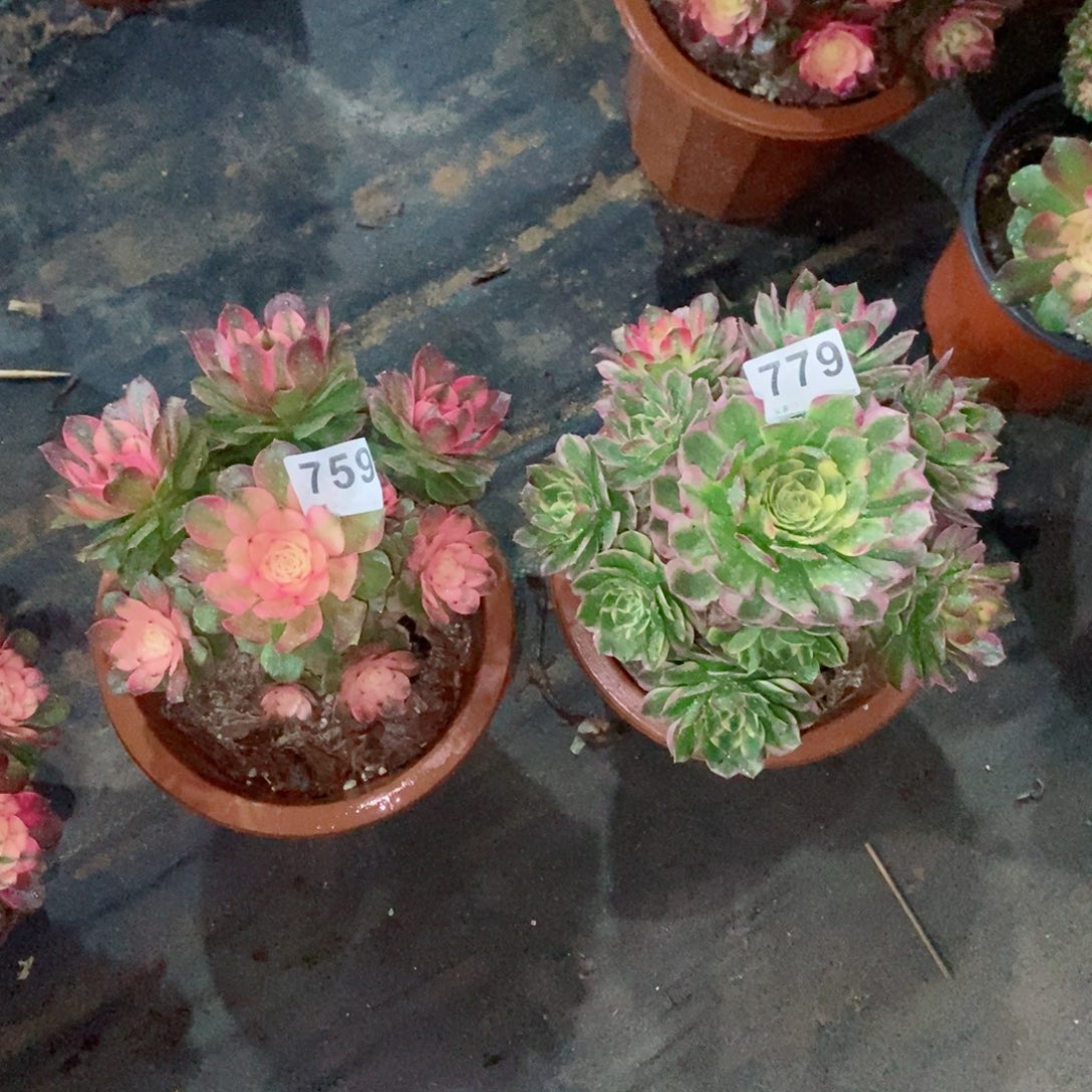 海王荔枝759779多肉1111