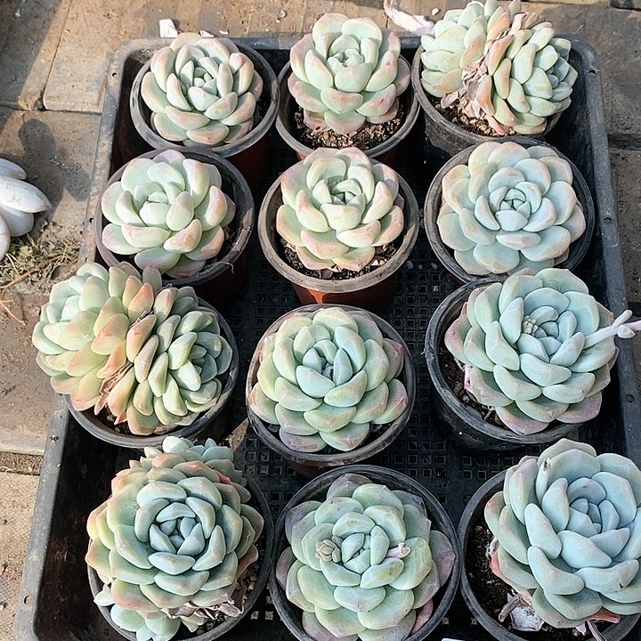 银*8-27号一物一拍冰玉