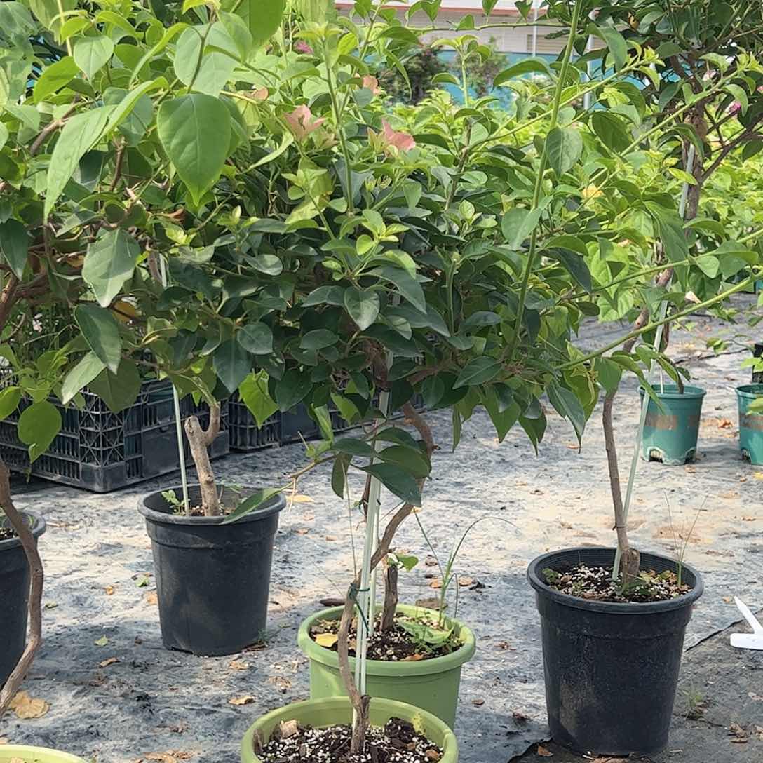 当前无花栽培后可以开花杂七杂八原生棒棒糖一颗49.9