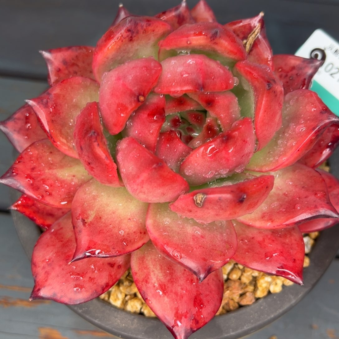 从前慢多肉精选编号0212.375