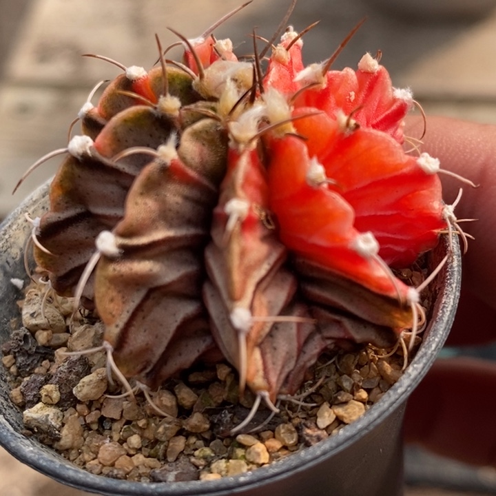 1755实生球锦一颗