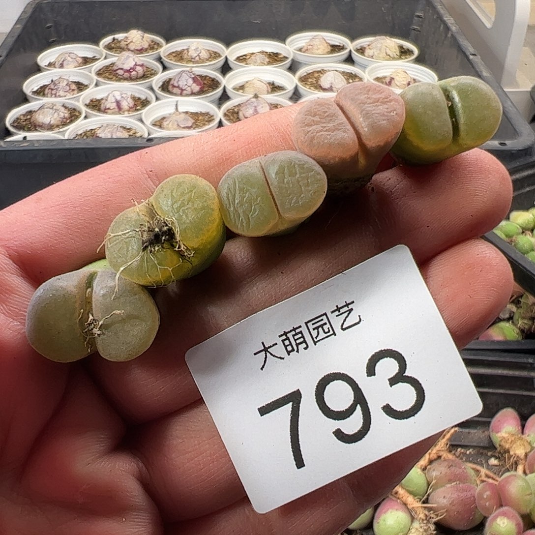 一物一拍。     793