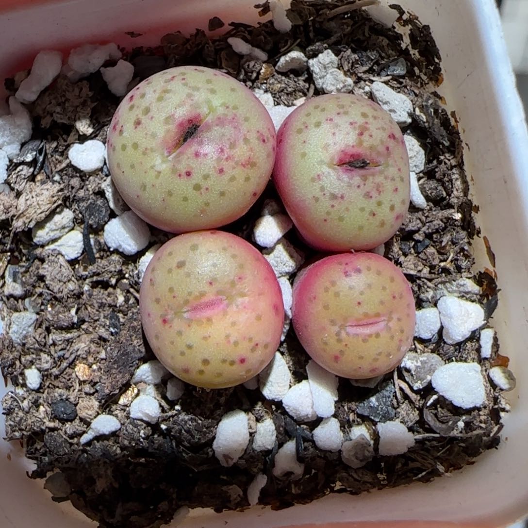 肉锥多肉植物百科-1283