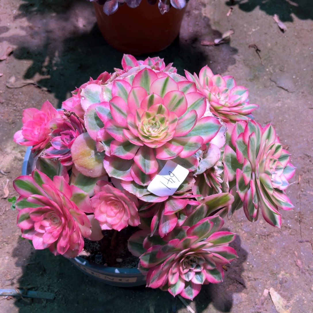 多肉植物倾城641