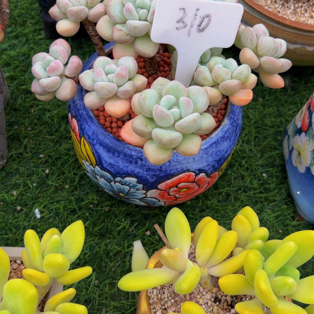 南***房小老桩泡泡糖多肉植物