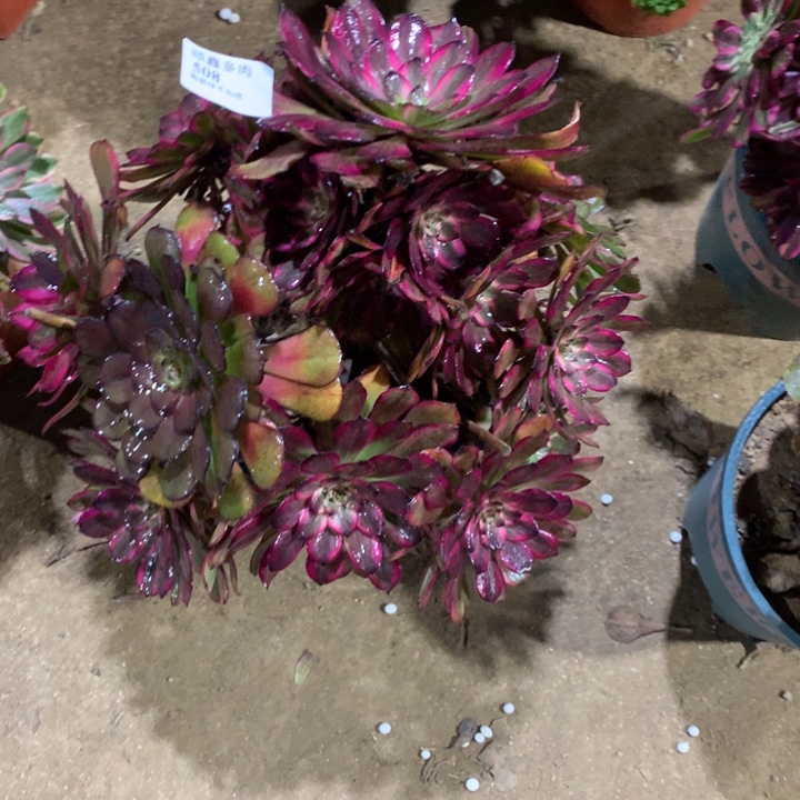 508不知名多肉植物特价