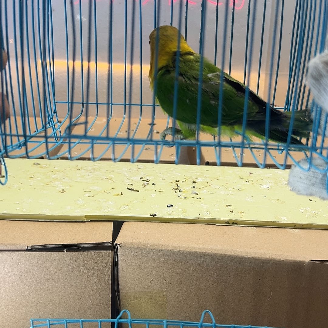 桃脸牡丹鹦鹉牡丹绿宗头