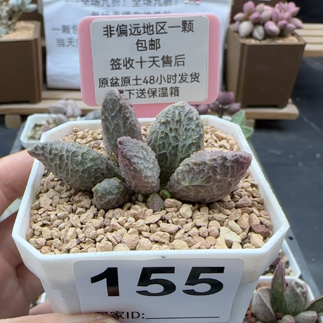 155大鱼海棠多肉植物