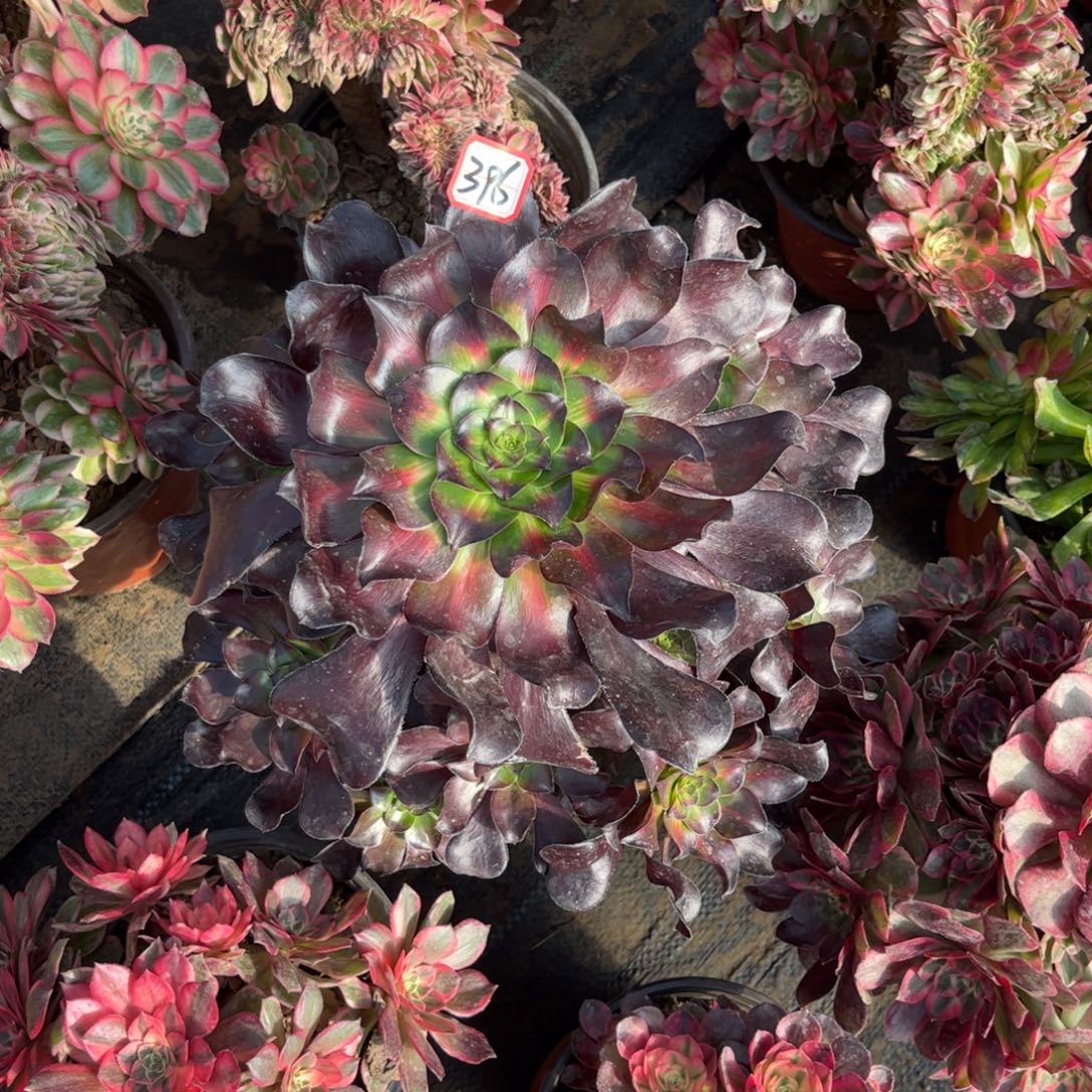 396多肉植物巫毒七彩