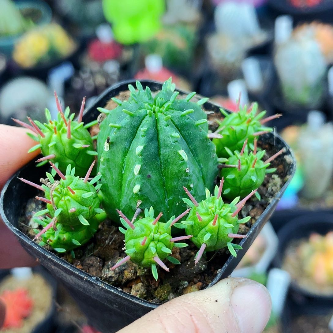 非偏远地区满25包邮仙人球