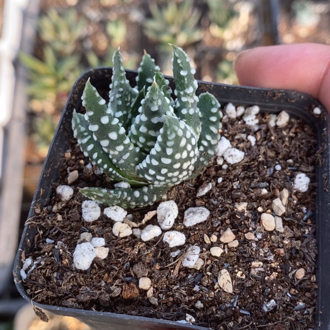 401 一颗泪珠硬叶 超级福利