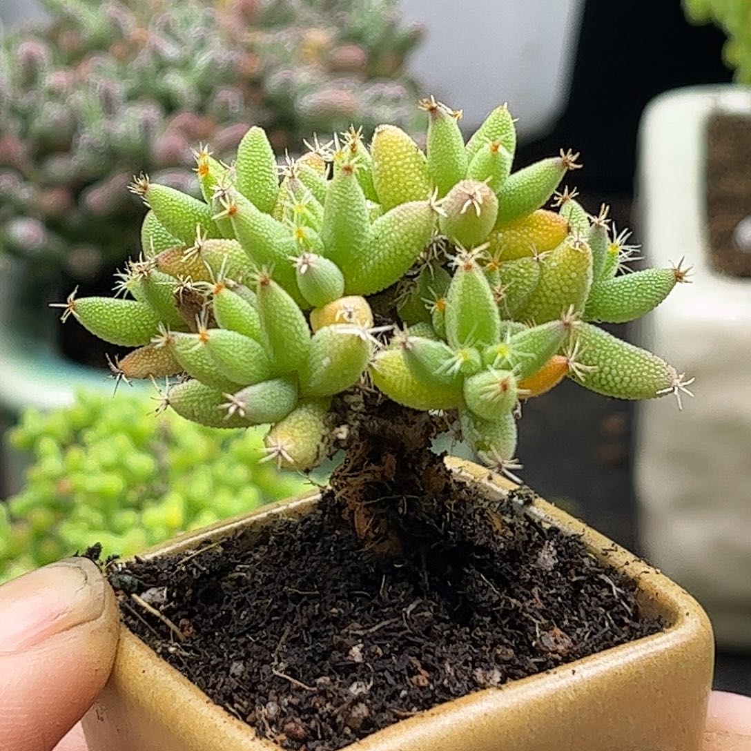 24实生玉米带盆优选枝干