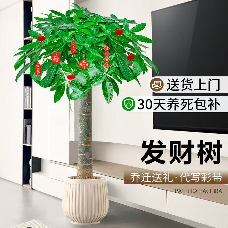 茂盛精品1.3 - 1.5米发财树大型绿植适合室内客厅办公室开业摆放