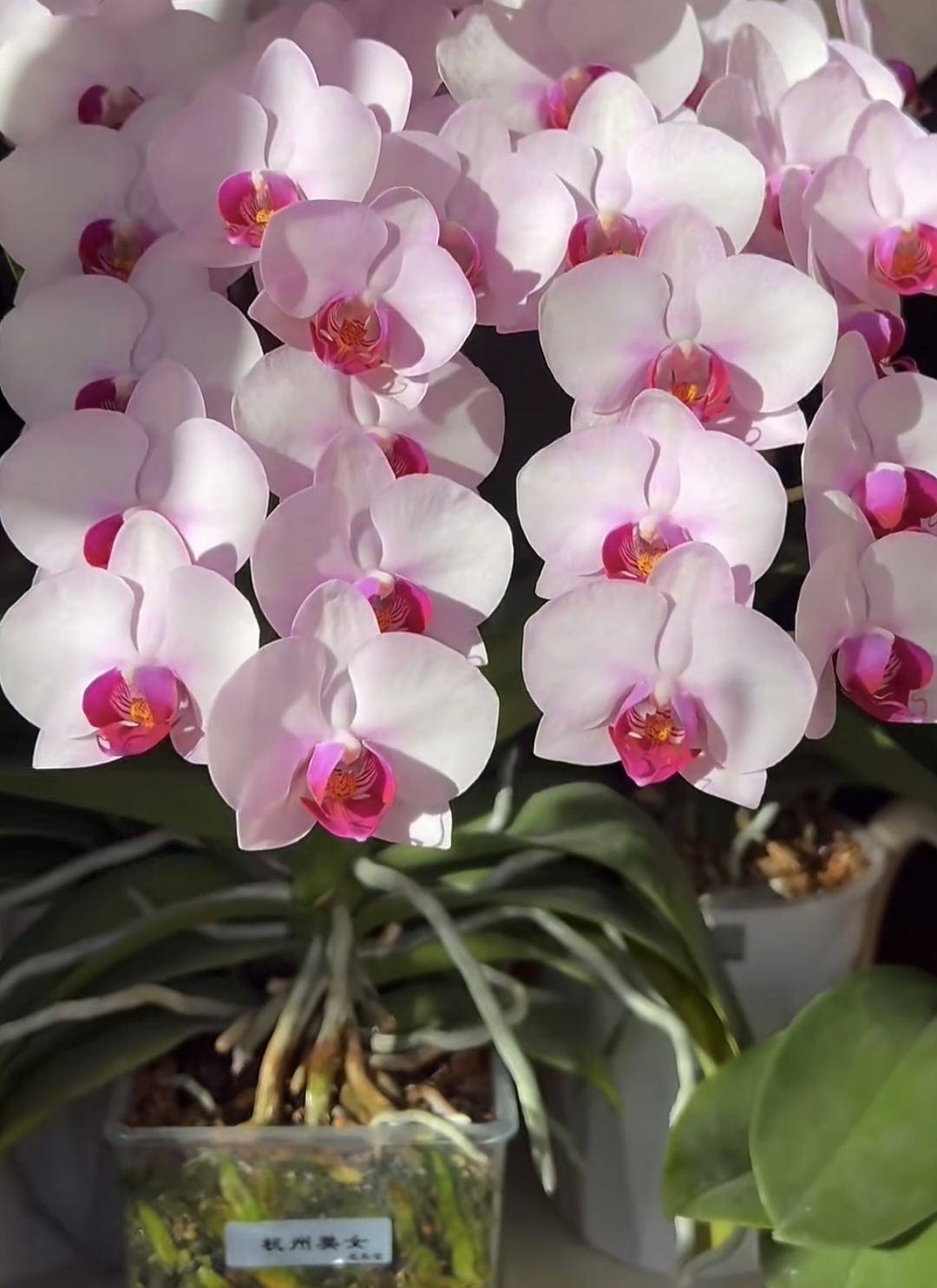 【精品特挑】国色芳华蝴蝶兰 3-5花剑花苗盆栽鲜花绿植客厅卧室摆件