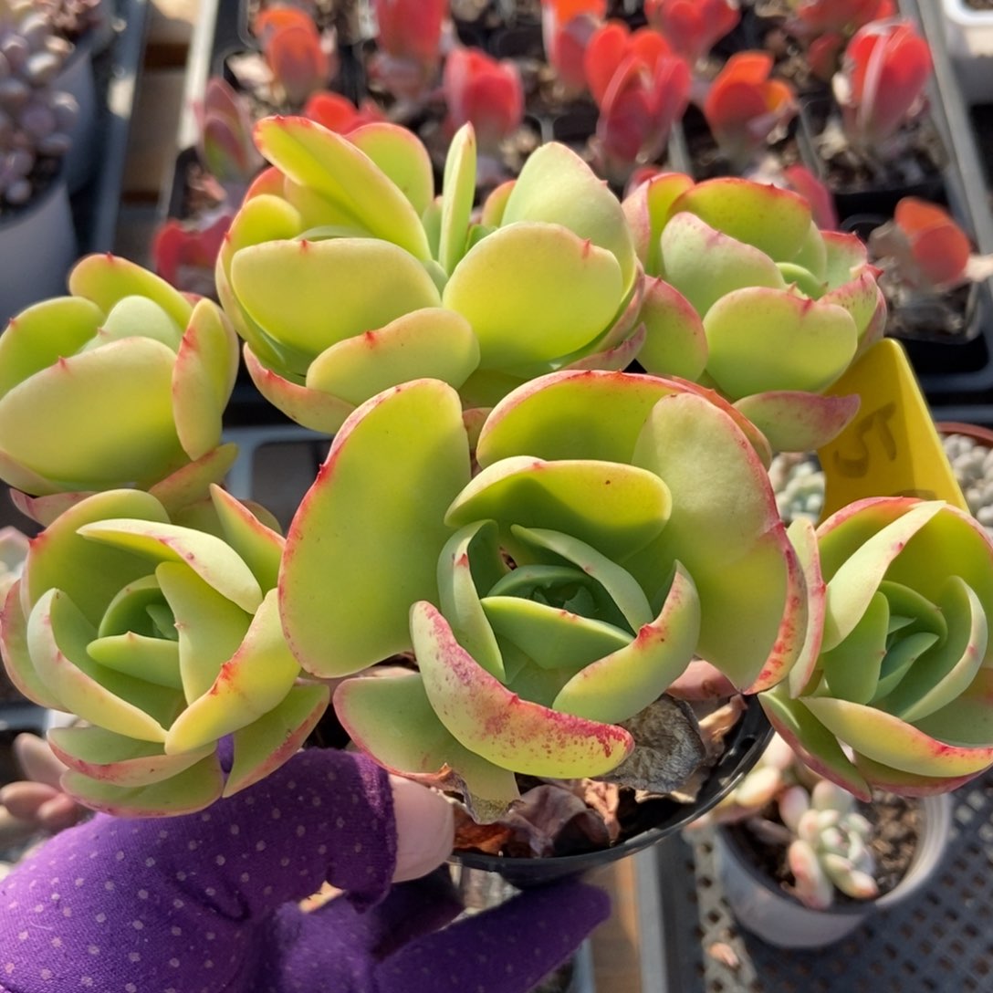 560碧桃多肉植物保护