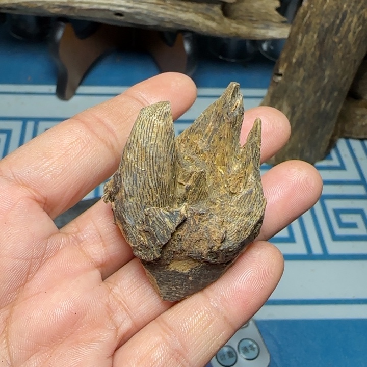 木质母树绿奇陆河包头9克