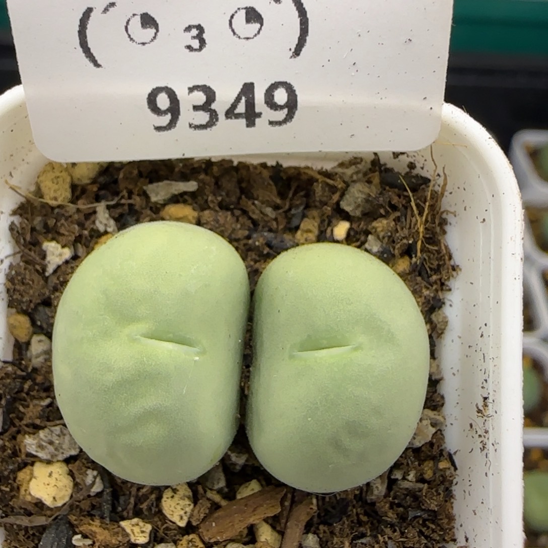 9349。默认脱土。18包邮。偏远88包邮