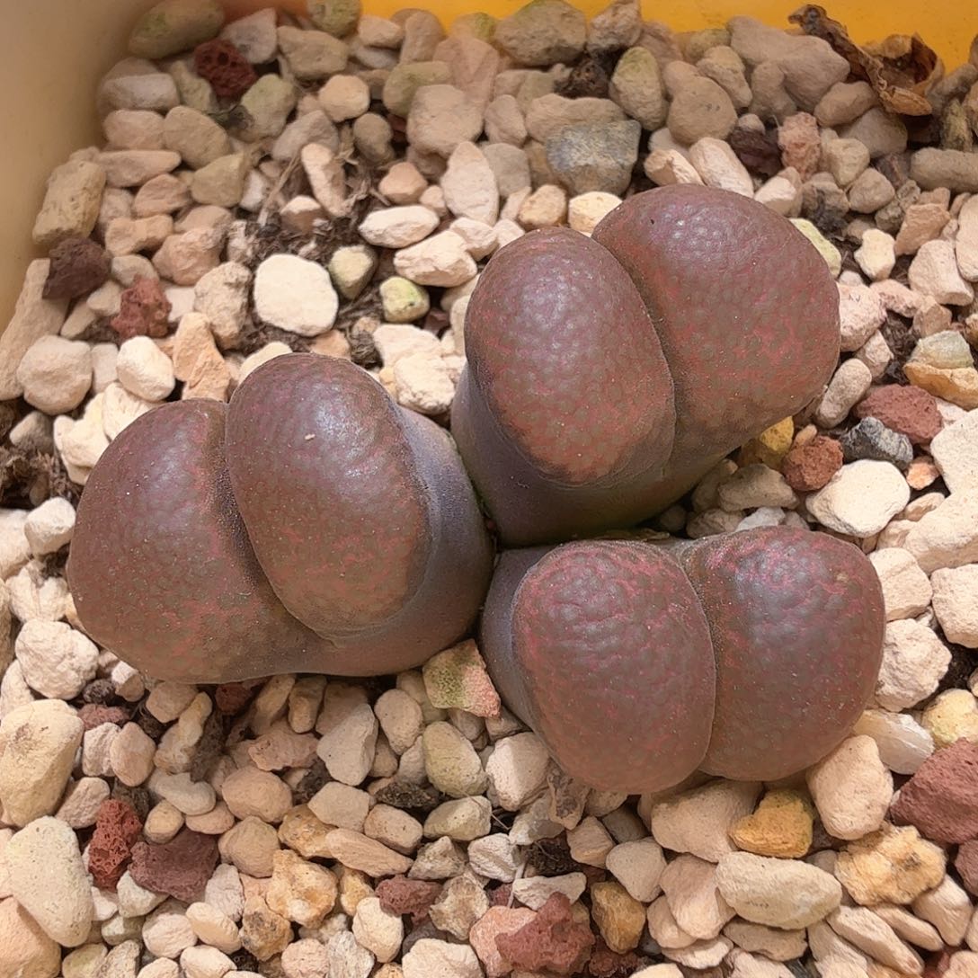 好看风铃 8-4-L19。    