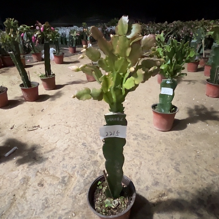 完全开放2215AN086