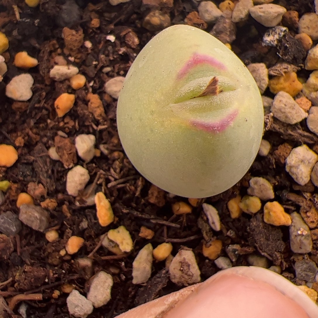 209号可爱将杂12.29多肉