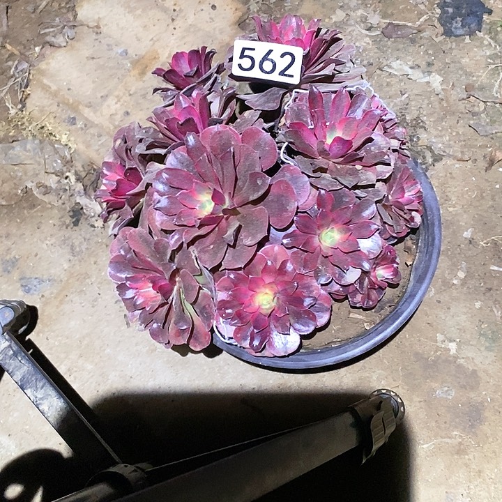 多肉植物法师562美杜莎