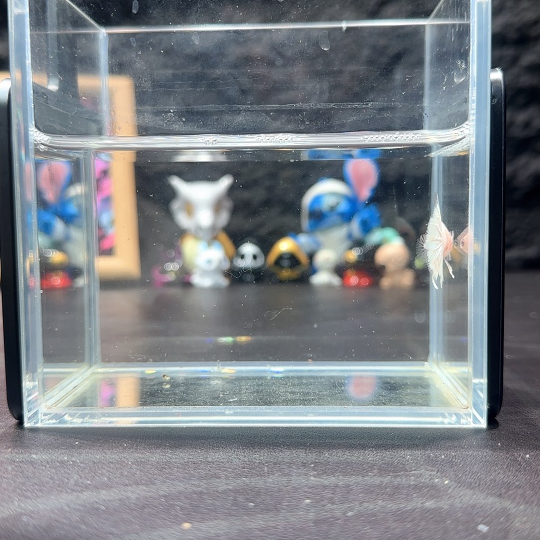 斗鱼十二月二十七日