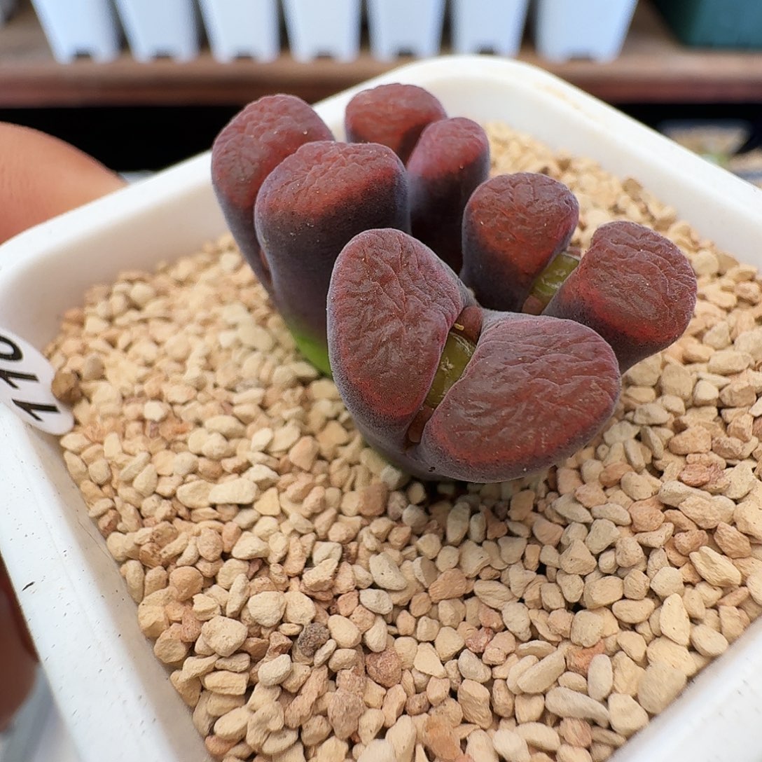 多肉植物福利风铃110