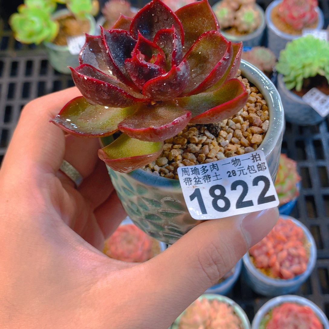5厘米盆精控多肉1822