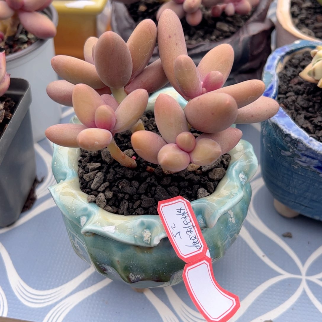 多肉植物多肉植物