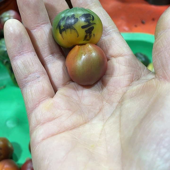 5***1完全开放君子兰四季开花稀释甲醛