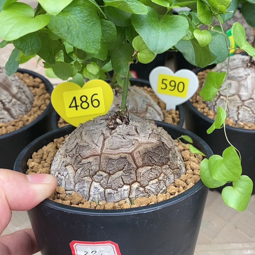 南非龟甲龙龟甲龙