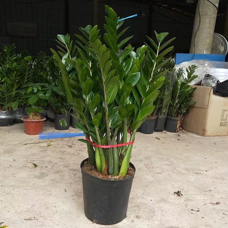 大型金钱树懒人土培绿植盆栽好养基地直发净化空气