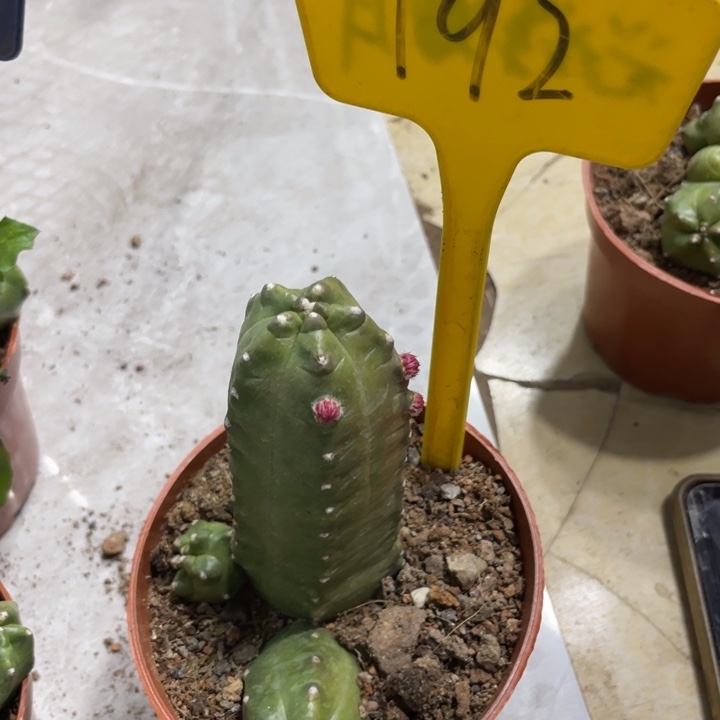 橙桃新品一物一拍192