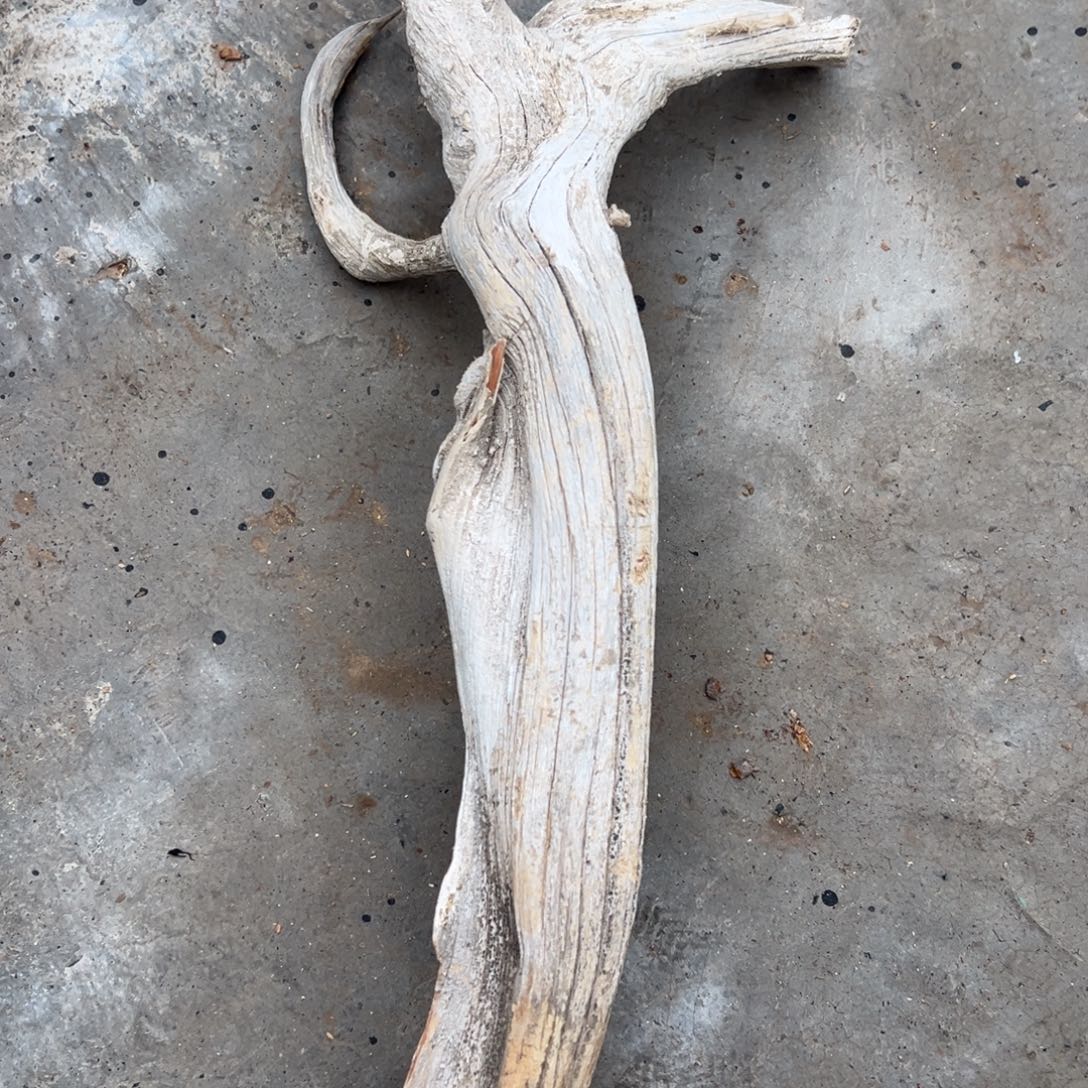 叫***锅柏木（崖柏）太行白泥膏树