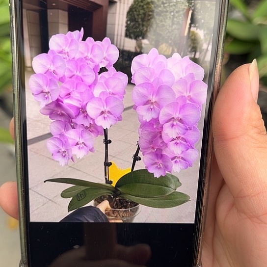 完全开放神仙姐姐2.8带苞消苞不售后