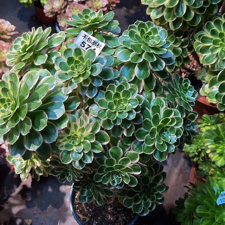 574多肉法师锦1111