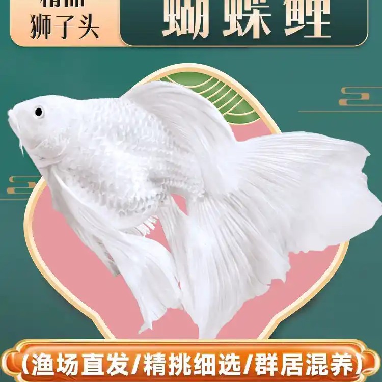 白色短身蝴蝶鲤 纯种大鳍大尾观赏鱼 好养耐活适合混养