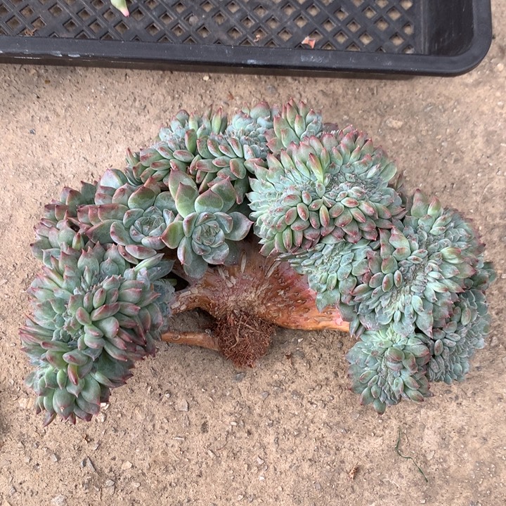 多肉植物冰魄树缀
