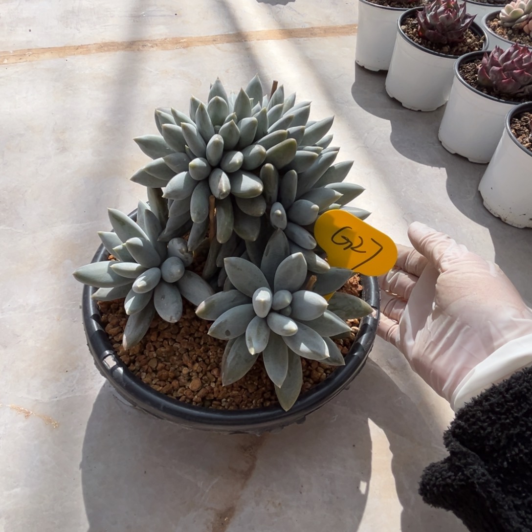 g27哥特萝莉缀化树