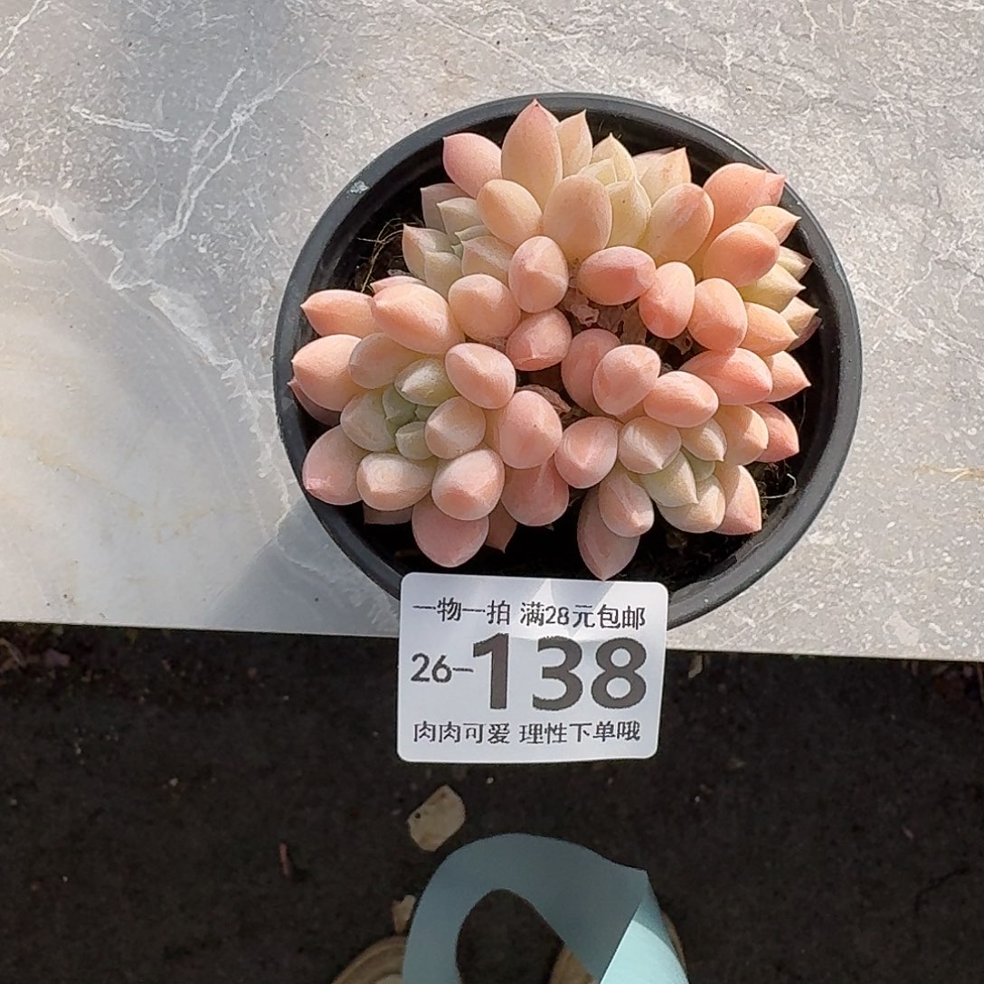 星空美人无盆土发货无