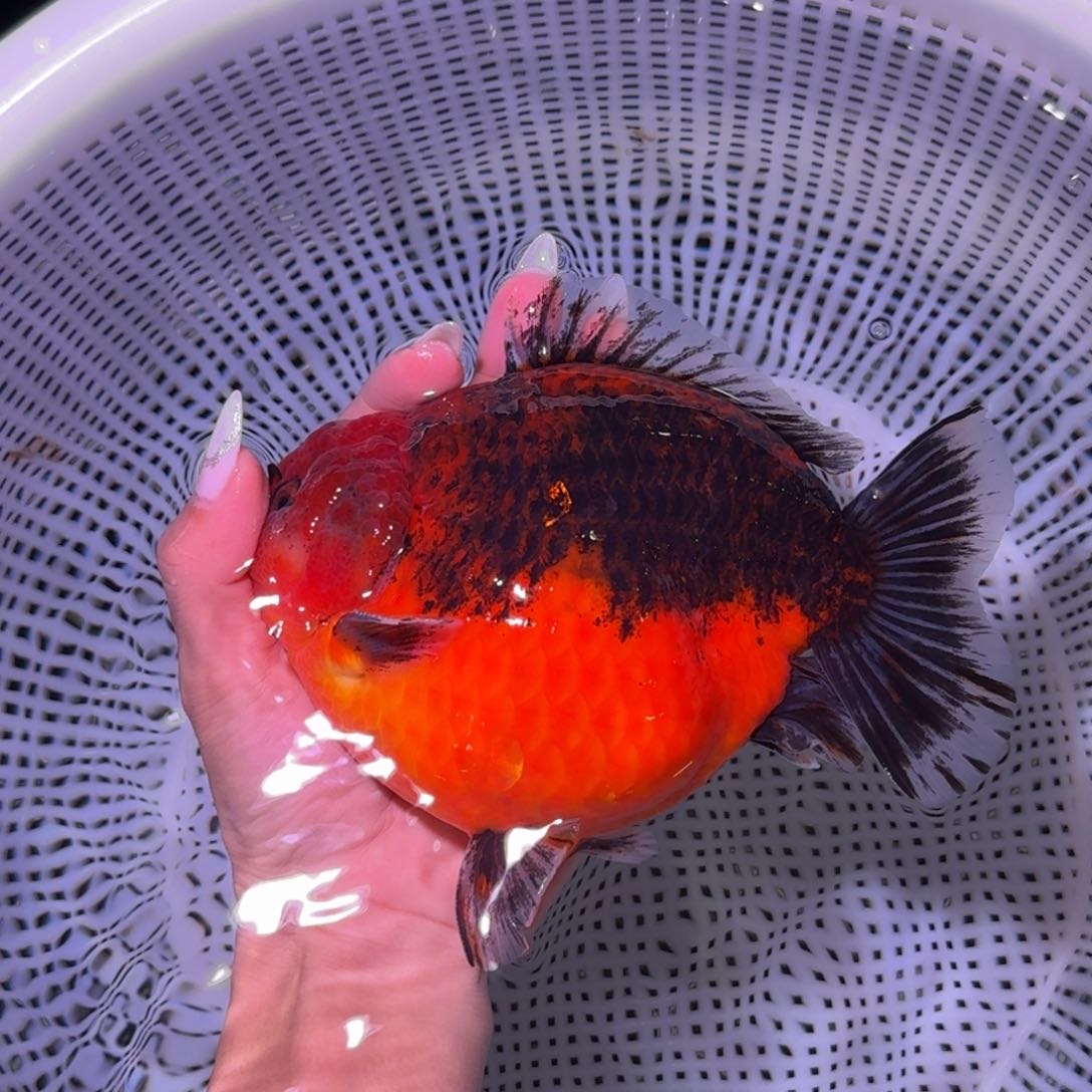 金鱼类不分公母18