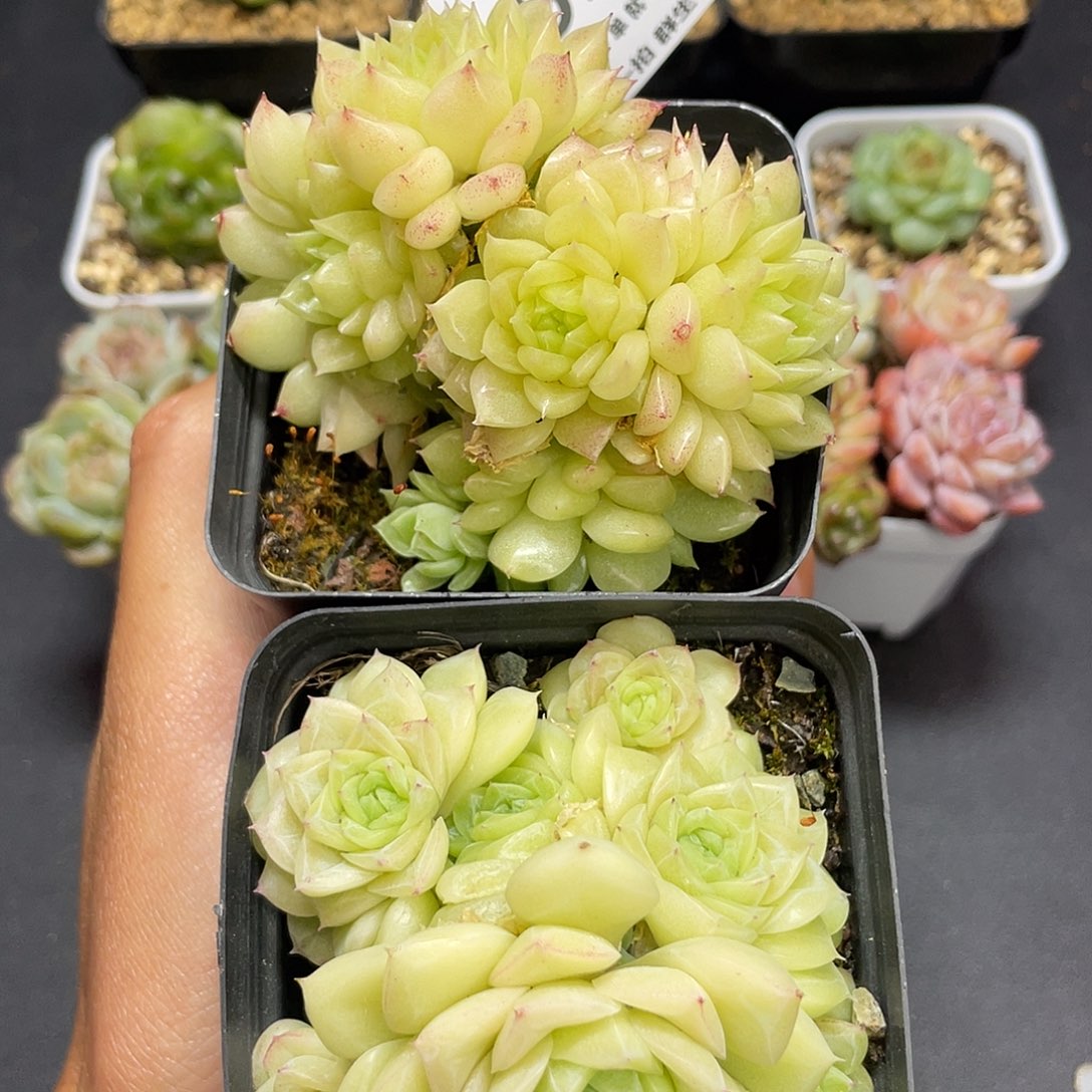 麦秆群2个不包整923