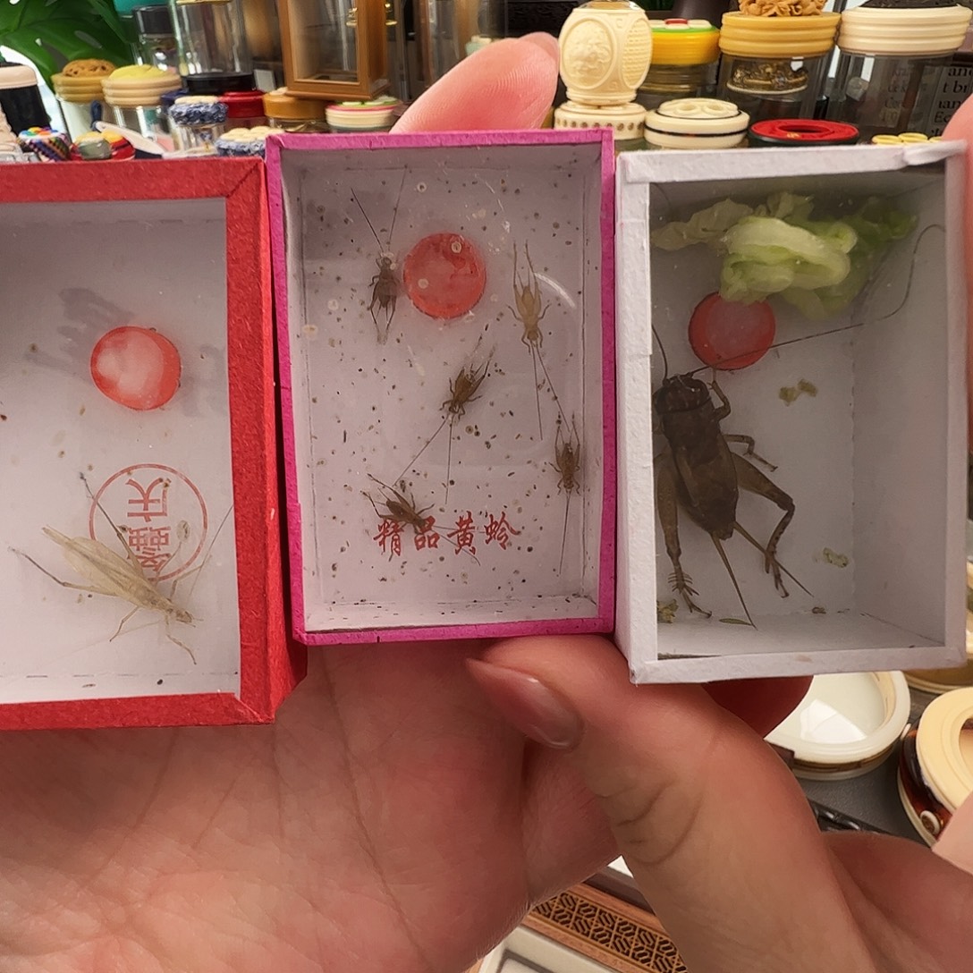 美***上哈哈哈白虫两个➕柬埔寨➕小黄
